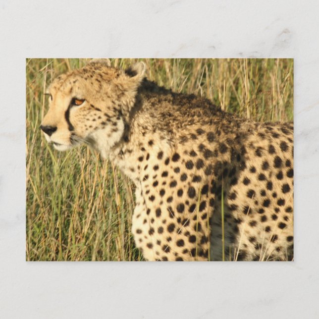 Prowling Cheetah Postcard (Front)