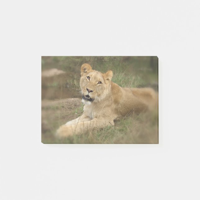 Prowling Lion Post-it Notes (Front)