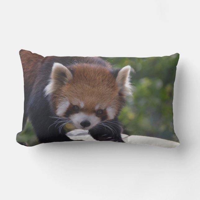 Prowling Red Panda Lumbar Cushion (Front)