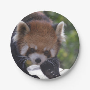Prowling Red Panda Paper Plate