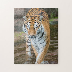 Prowling Tiger Portrait Photograph Jigsaw Puzzle