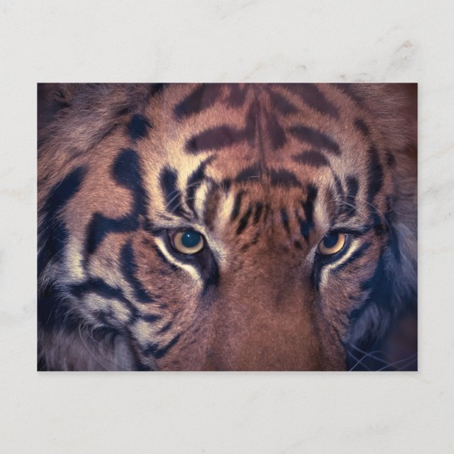 Prowling Tiger Postcard (Front)