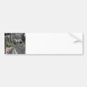 Prowling Wolf Bumper Stickers