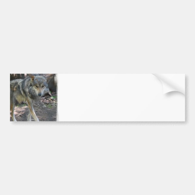 Prowling Wolf Bumper Stickers (Front)