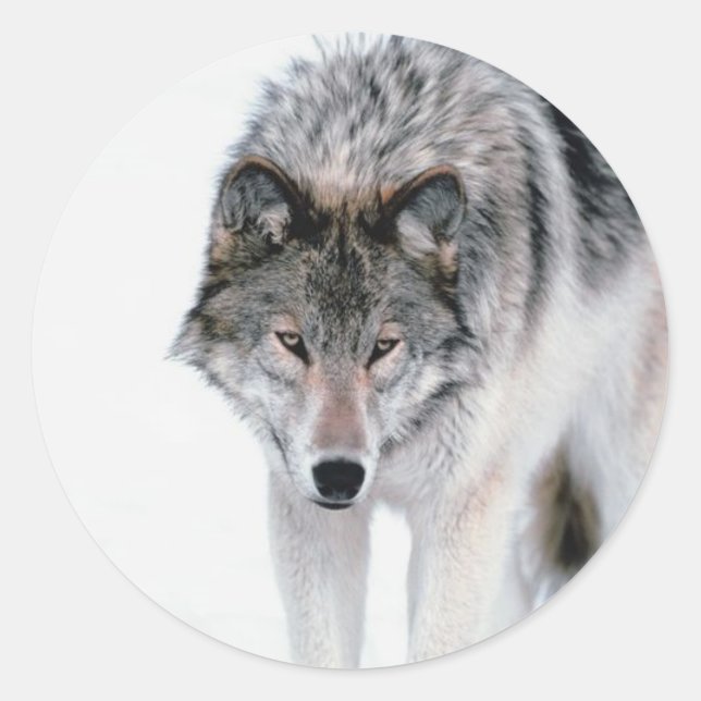 Prowling Wolf Classic Round Sticker (Front)