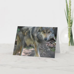 Prowling Wolf Greeting Card