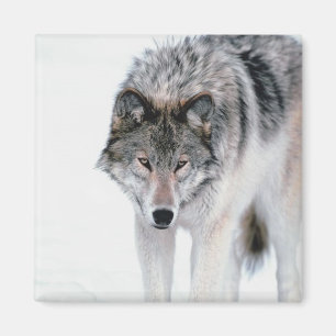 Prowling Wolf Magnet