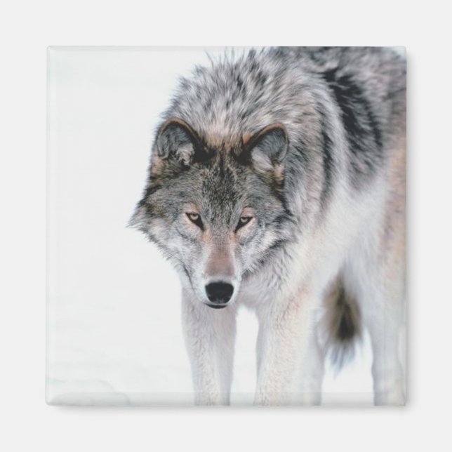 Prowling Wolf Magnet (Front)