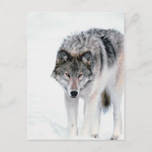 Prowling Wolf Postcard