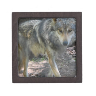 Prowling Wolf Small Gift Box