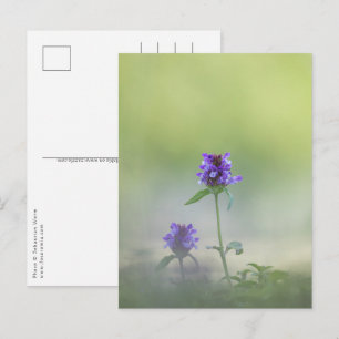 Prunella Flower Nature Photo Postcard