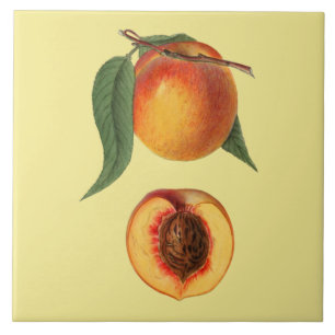 Prunus Persica Peach~Botanical ~Kitchen ~Any Ceramic Tile