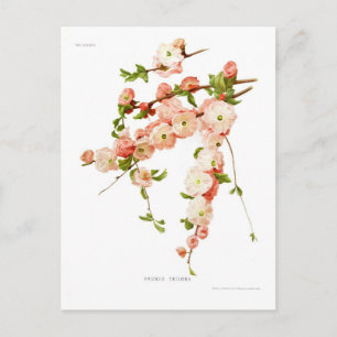 Prunus triloba (flowering almond) postcard