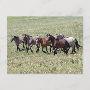 Pryor Mountain Wild Horses Running Free Postcard