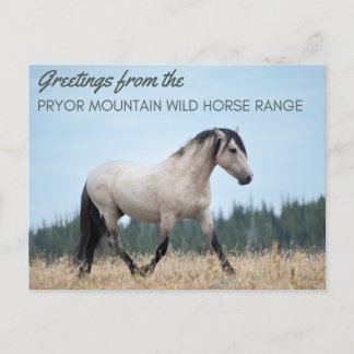Pryor Mountain Wild Mustang: Cloud's Pride Postcard