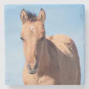Pryor Mountain Wild Mustang Foal Stone Coaster