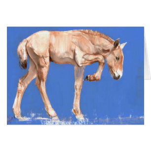 Przewalski Foal 2012