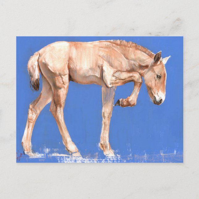 Przewalski Foal 2012 Postcard (Front)