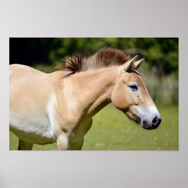 Przewalski horse walking poster (Front)