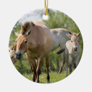 Przewalski's Horse and foal walking Ceramic Ornament