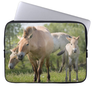 Przewalski's Horse and foal walking Laptop Sleeve