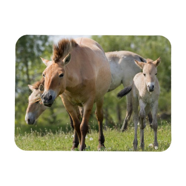 Przewalski's Horse and foal walking Magnet (Horizontal)