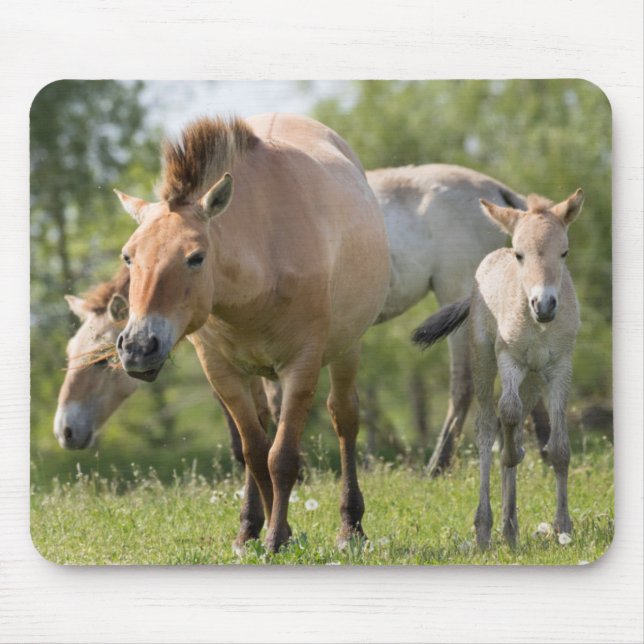 Przewalski's Horse and foal walking Mouse Pad (Front)