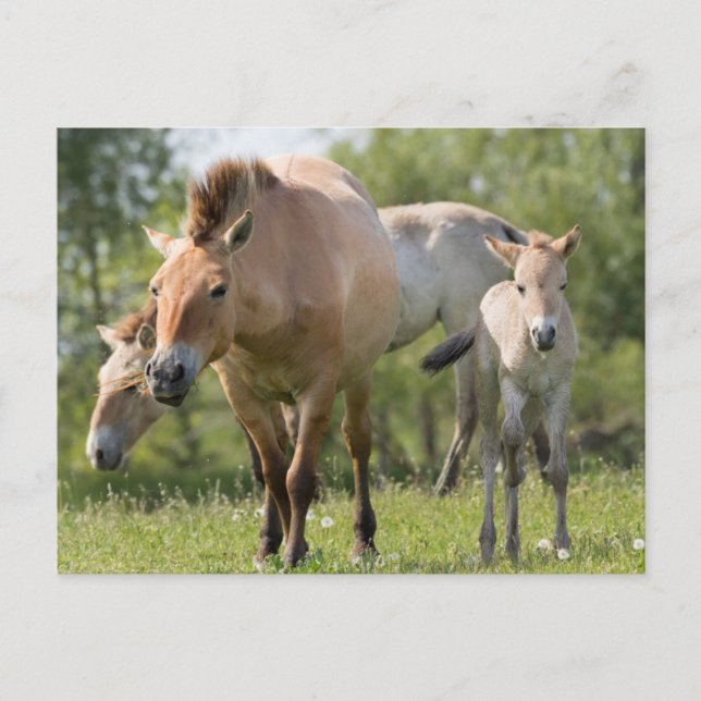 Przewalski's Horse and foal walking Postcard (Front)