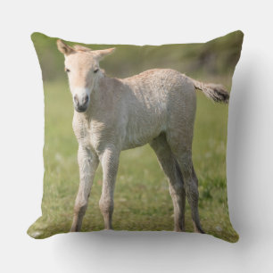 Przewalski's Horse foal, Hungary Cushion