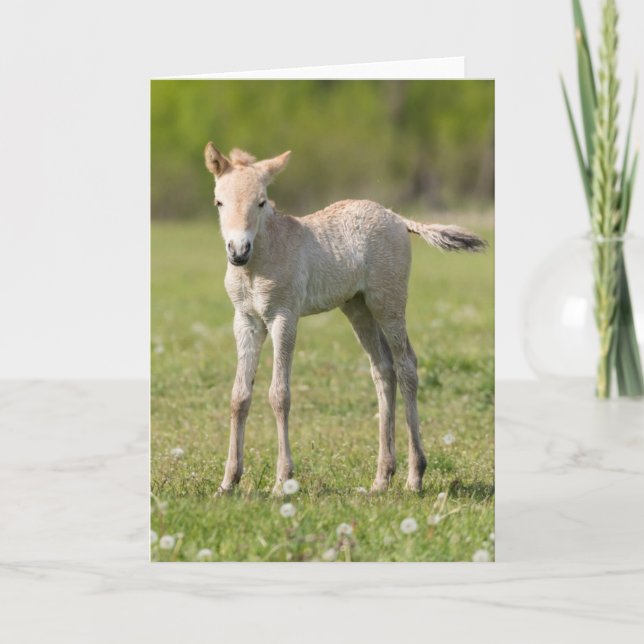Przewalski's Horse foal, Hungary Holiday Card (Front)