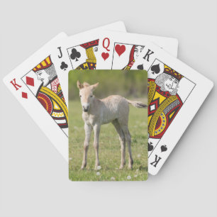 Przewalski's Horse foal, Hungary Playing Cards