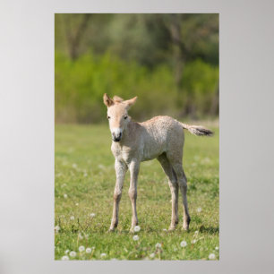Przewalski's Horse foal, Hungary Poster