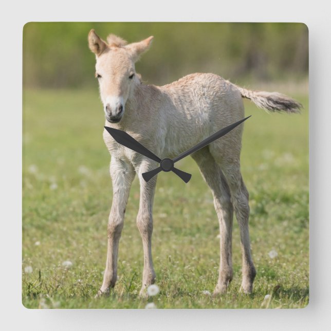 Przewalski's Horse foal, Hungary Square Wall Clock (Front)