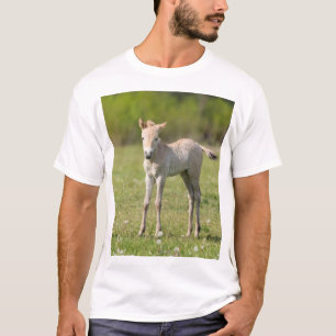 Przewalski's Horse foal, Hungary T-Shirt