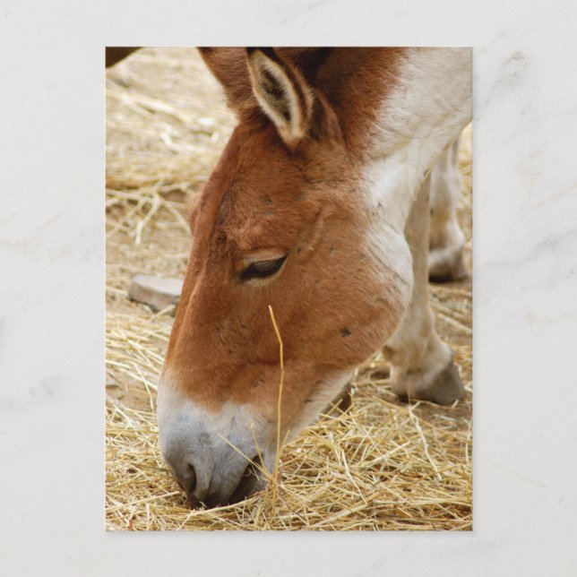 Przewalski's Horse Postcard (Front)