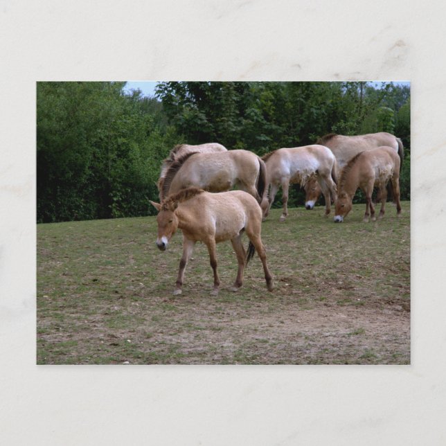 Przewalski's horses postcard (Front)