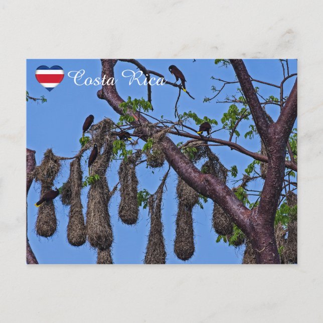 Psarocolius decumanus nesting - Costa Rica Postcard (Front)