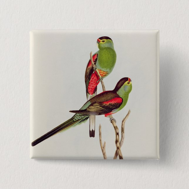 Psephotus Pulcherrimus 15 Cm Square Badge (Front)