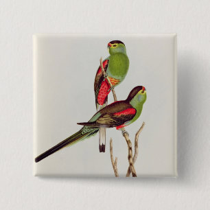 Psephotus Pulcherrimus 15 Cm Square Badge