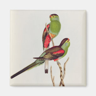 Psephotus Pulcherrimus Magnet