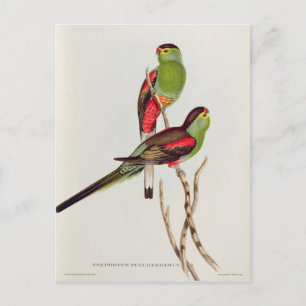 Psephotus Pulcherrimus Postcard