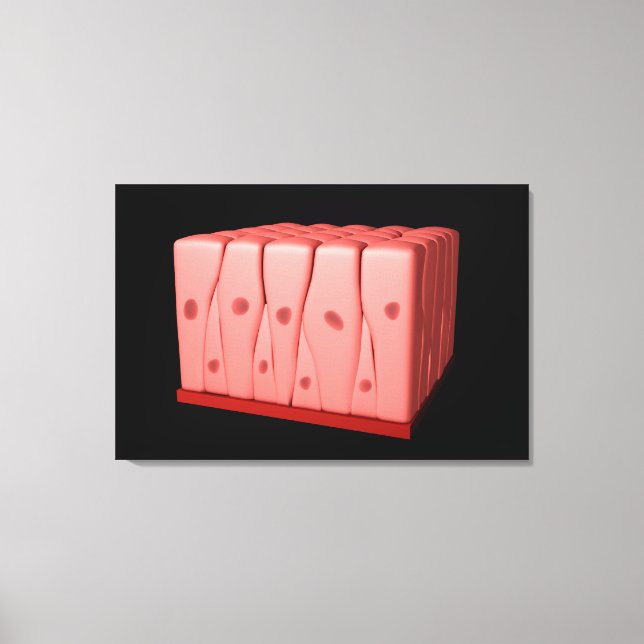 Pseudostratified Columnar Epithelium Canvas Print (Front)