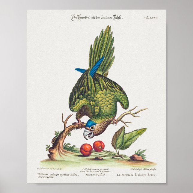 Psittacus minor gutture fusco, occidentalis  1749 poster (Front)