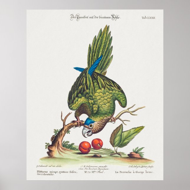 Psittacus minor gutture fusco, occidentalis  1749 poster (Front)