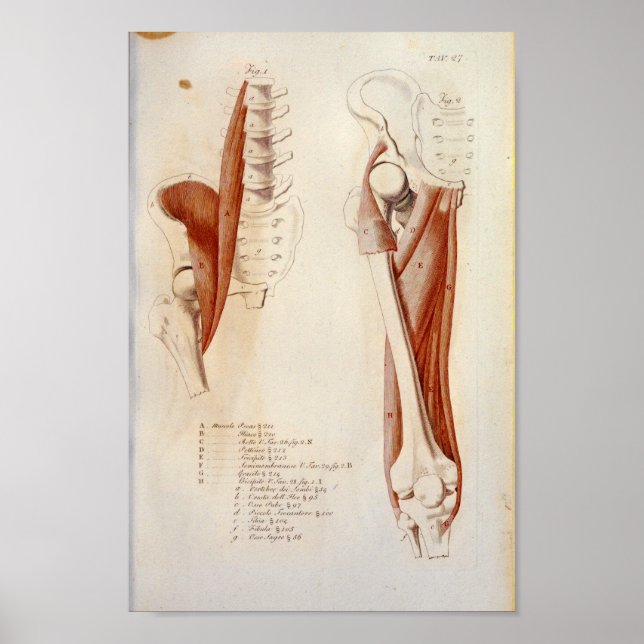 Psoas Lumbar Spine Muscle Anatomy Print French (Front)