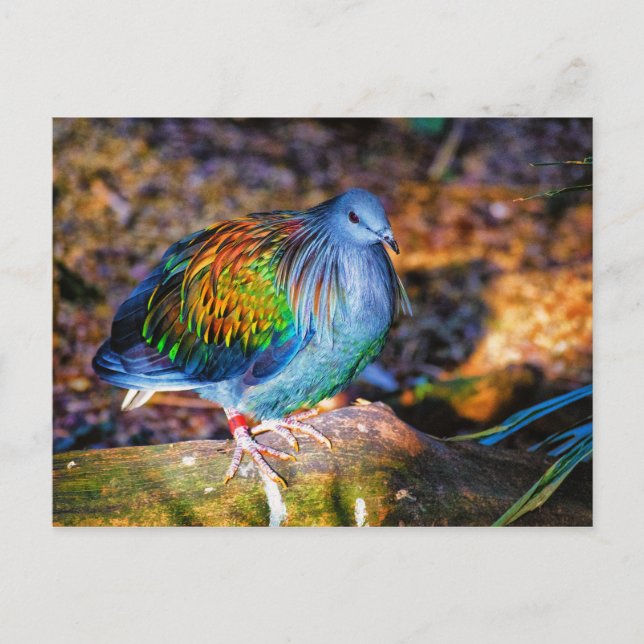 Psychedelic bird from Audubon Zoo Postcard (Front)