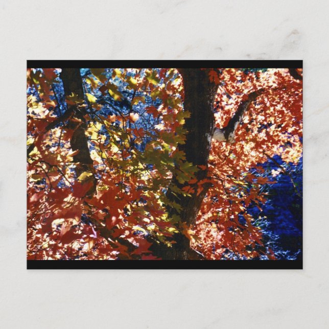 Psychedelic Leaves Postcard (Front)