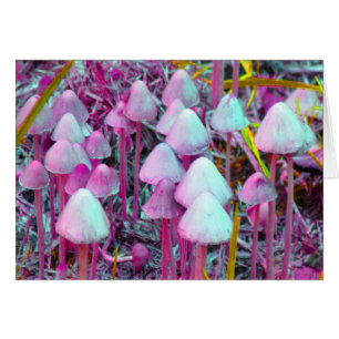 Psychedelic Mushrooms