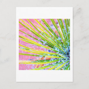 Psychedelic Yucca Postcard
