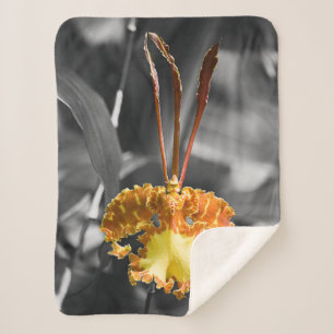 Psychopsis Papilio Orchid Flower Sherpa Blanket
